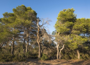 Mediterraner Wald