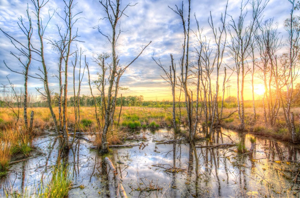 swamp-naturespots-app-let-s-explore-nature-together