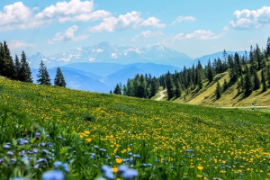 Mountain meadows