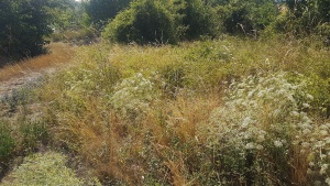 Dry grassland