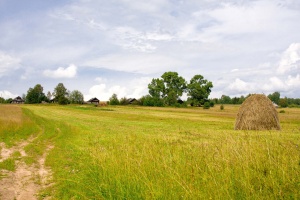 Agricultural meadow