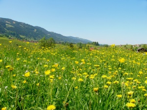 Natural Meadow