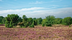 Büsche/Heide