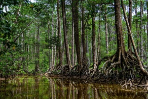 Mangroves