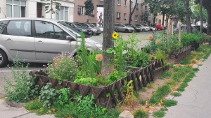 Guerilla gardening