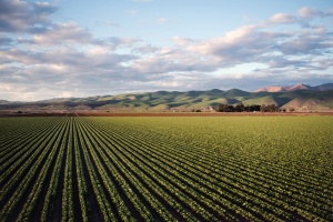 Landwirtschaft