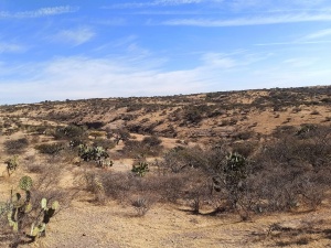 Xeric vegetation