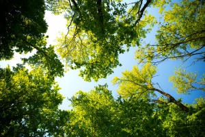 Wald der gemäßigten Breiten