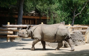  Indian rhinoceros (Rhinoceros unicornis) found in Tiergarten Schönbrunn, Vienna.