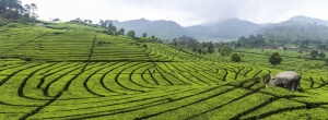 Tea plantation in Ciwidey, Bandung