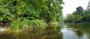 Riparian forest