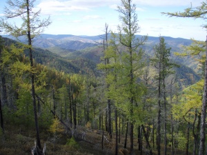 Siberian Taiga